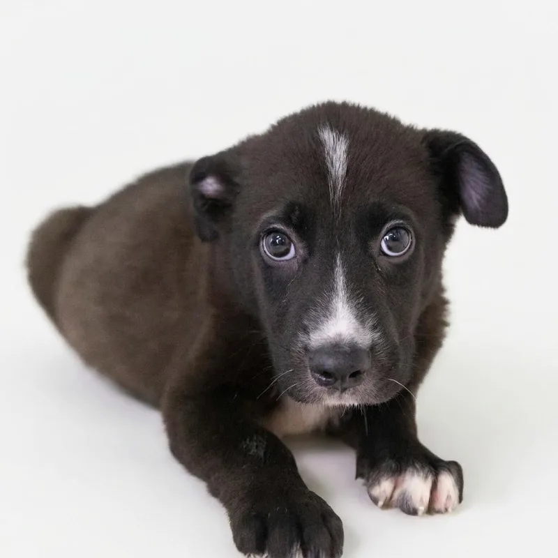A baby medium-sized male Black Border Collie dog named Jess for adoption in Bedford, IN