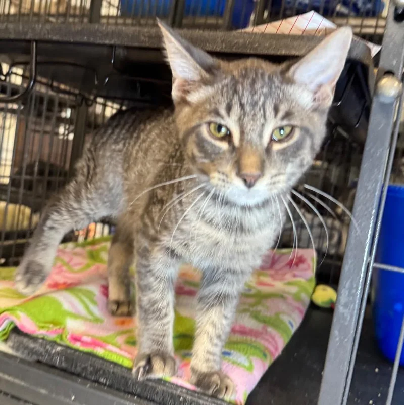 A baby medium-sized male Domestic Short Hair cat named Clove for adoption in Saginaw, MI