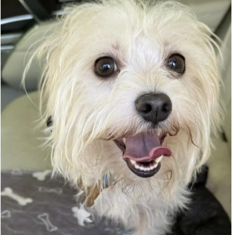 A young small-sized male White / Cream Maltese dog named Brighton for adoption in Norwalk, CT