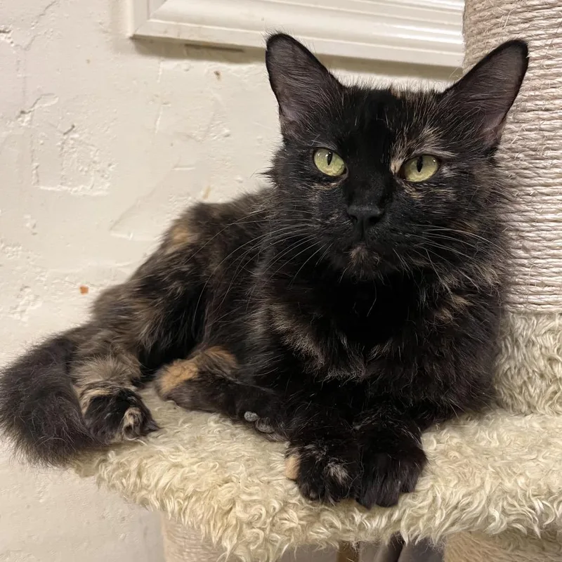 An adult medium-sized female Domestic Medium Hair cat named TRUStray "Motzi" for adoption in Mount Juliet, TN