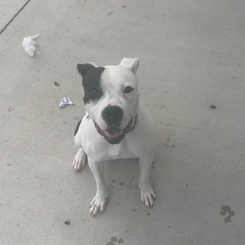 An adult medium-sized female Mixed Breed dog named Sailor Moon for adoption in Dearborn, MI