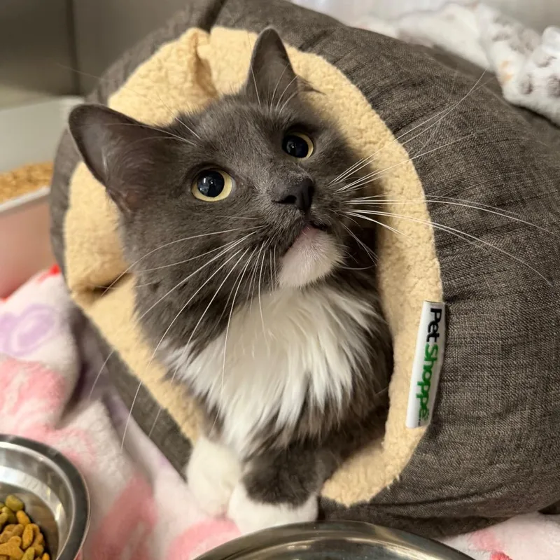 An adult medium-sized female Gray / Blue / Silver Domestic Medium Hair cat named Oliver for adoption in Morgan Hill, CA