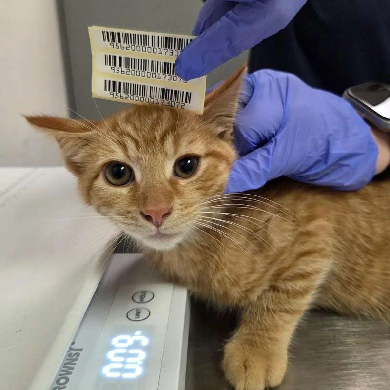 A baby small-sized male Orange / Red Domestic Short Hair cat named Sergeant Spaghetti for adoption in Charleston, WV
