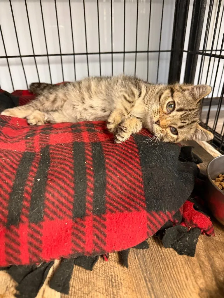 A baby small-sized male Domestic Short Hair cat named Billy for adoption in Algona, IA