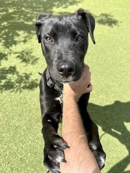 A baby large-sized male Black Mixed Breed dog named Really Cool Dance Song for adoption in Wichita, KS