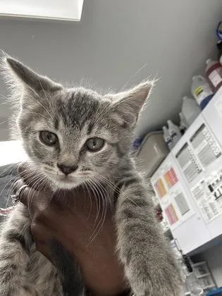 A baby small-sized female Domestic Short Hair cat named Galleria for adoption in West Chester, PA