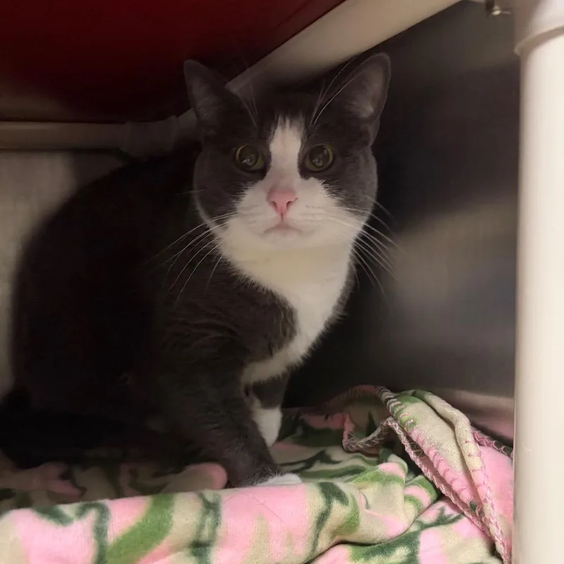 An adult extra large-sized male Gray / Blue / Silver Domestic Short Hair cat named Boots Bonded to for adoption in Fredericksburg, VA