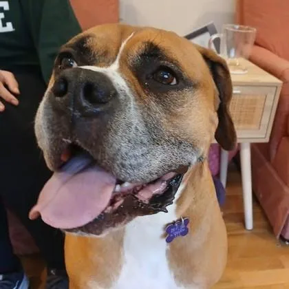 A senior large-sized male Tricolor (Brown, Black, & White) Mixed Breed dog named Chewy for adoption in Lansing, MI