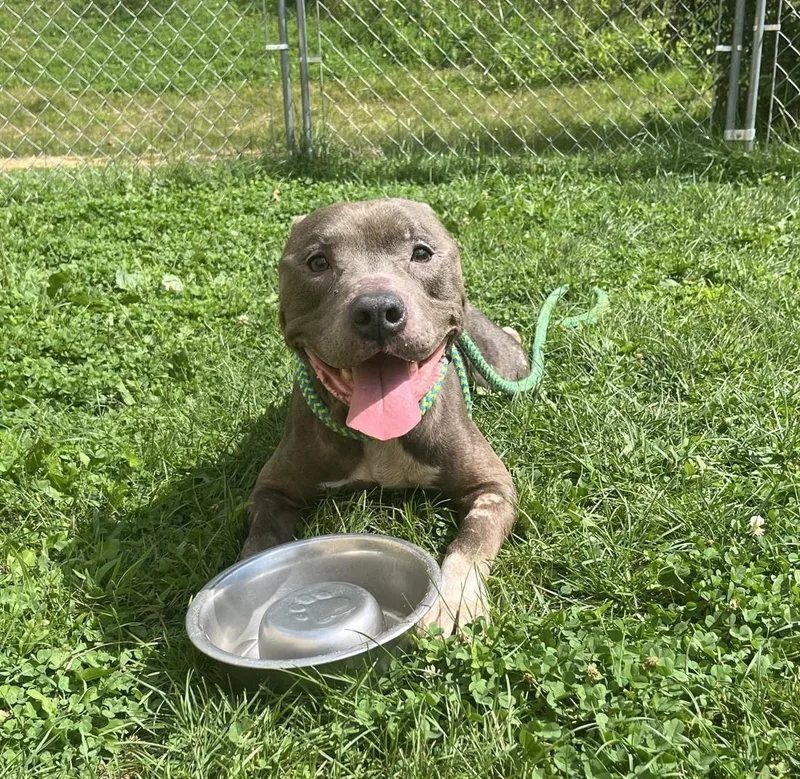 An adult medium-sized male Mixed Breed dog named Yuma for adoption in Youngstown, OH