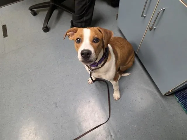 A young medium-sized female Foxhound dog named Chili for adoption in Denver, CO