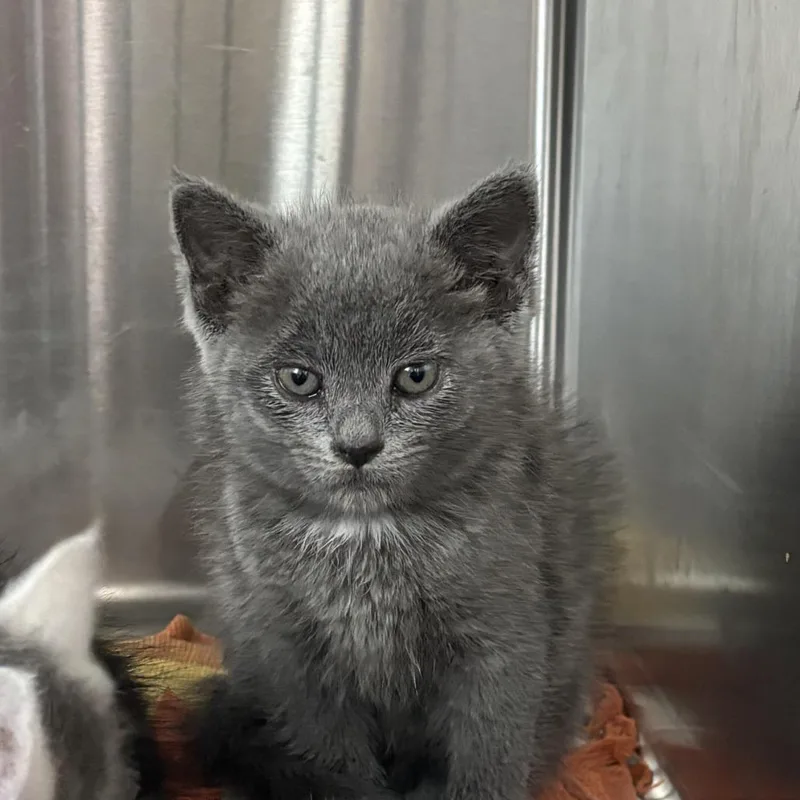 A baby small-sized female Gray / Blue / Silver Domestic Short Hair cat named Earlobe for adoption in Washington Township, OH
