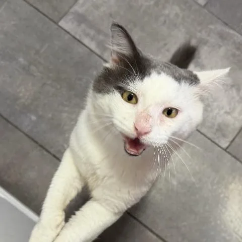A senior large-sized male White Domestic Medium Hair cat named Zap for adoption in Cincinnati, OH