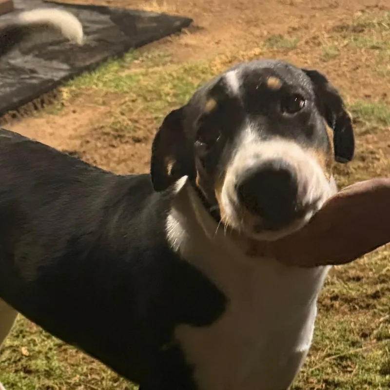 A young medium-sized male Mixed Breed dog named FWT Donnie for adoption in Midland, TX