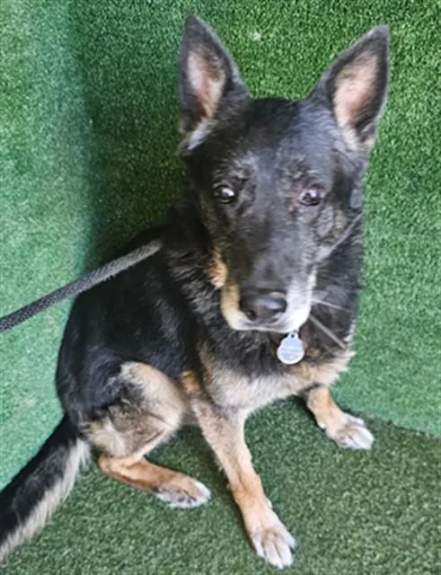 A senior large-sized male German Shepherd Dog dog named Frankie for adoption in Lancaster, CA