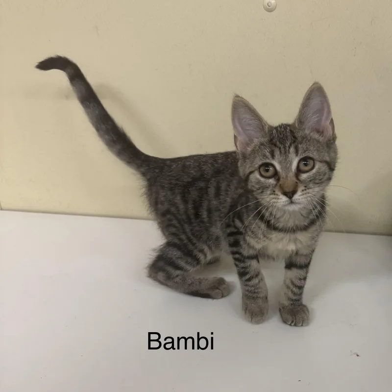 A baby medium-sized female Tabby (Buff / Tan / Fawn) Domestic Short Hair cat named Bambi for adoption in Ulster, PA