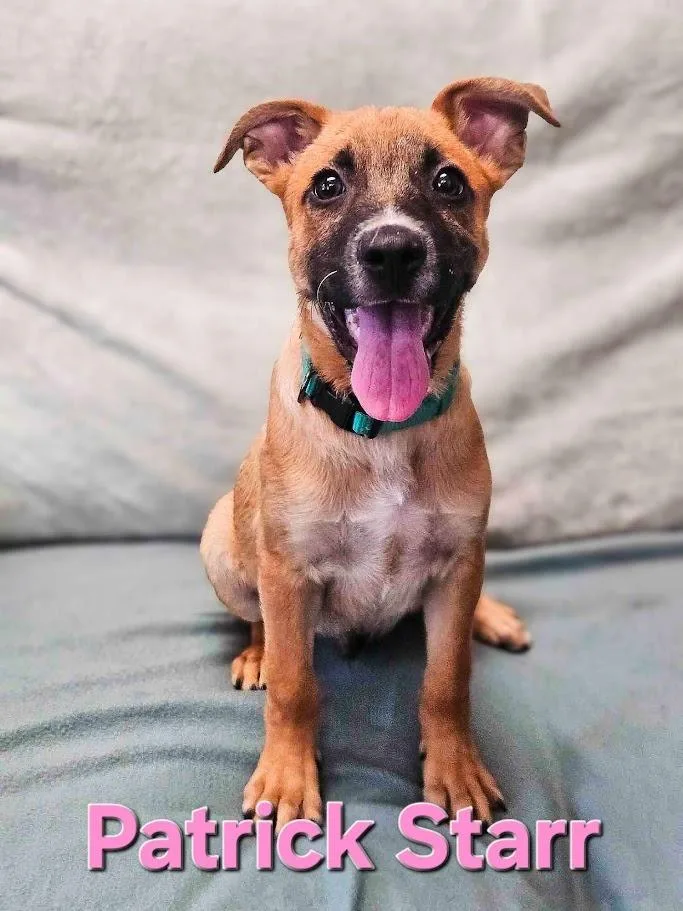 A baby large-sized male Mixed Breed dog named Patrick for adoption in Maryville, TN