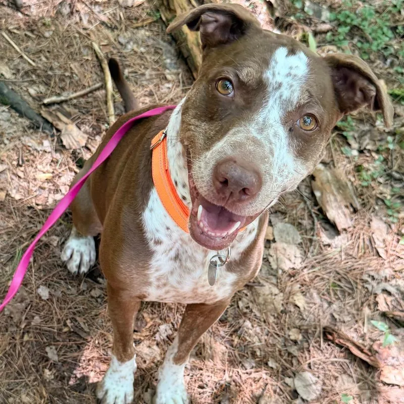 An adult medium-sized female Brown / Chocolate German Shorthaired Pointer dog named Holly for adoption in Pittsford, VT