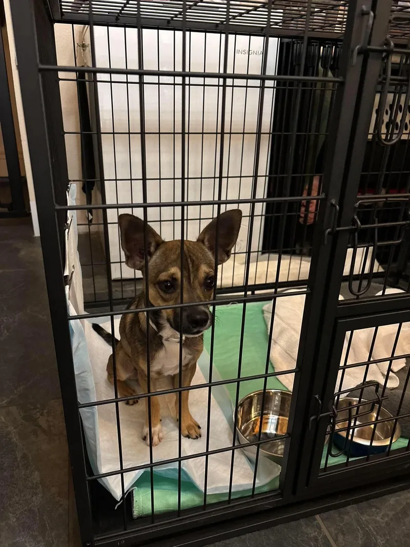 A baby small-sized male Tricolor (Brown, Black, & White) Chihuahua dog named Milo for adoption in Estes Park, CO