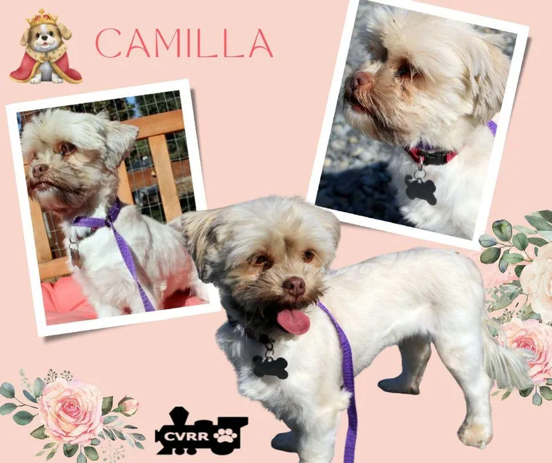 An adult small-sized female Shih Tzu dog named Camilla for adoption in LINDSAY, CA