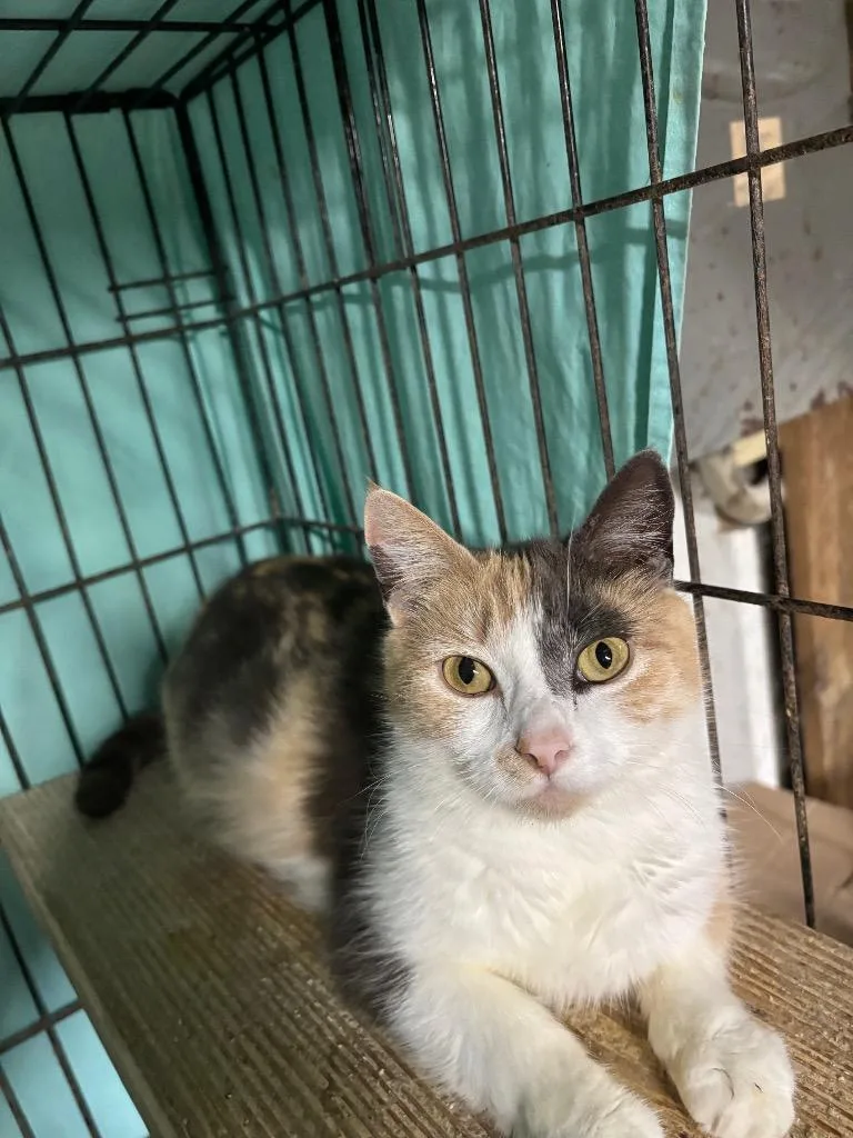 An adult medium-sized female Domestic Short Hair cat named Crystal for adoption in Camp Hill, PA