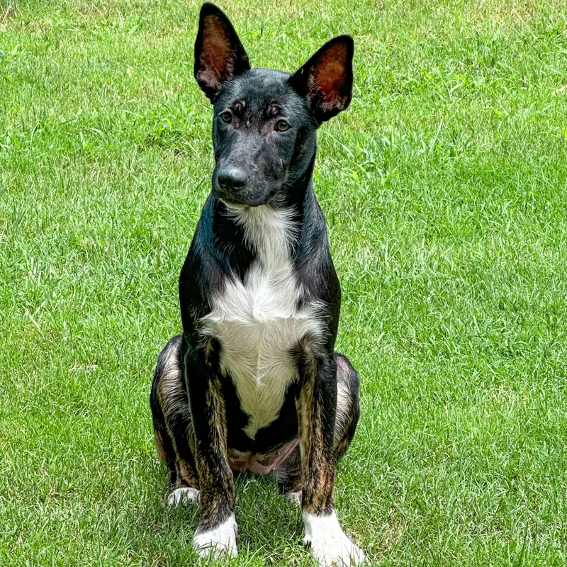 A baby medium-sized female Black German Shepherd Dog dog named Moroney for adoption in Pottsboro, TX