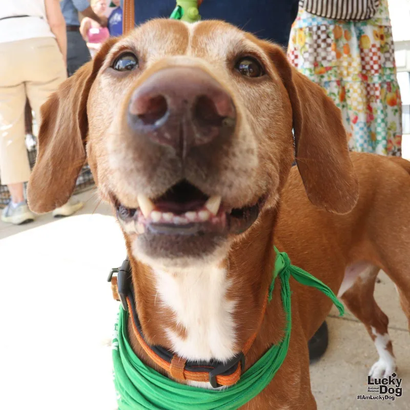 An adult medium-sized male Hound dog named Hourglass for adoption in Washington, DC