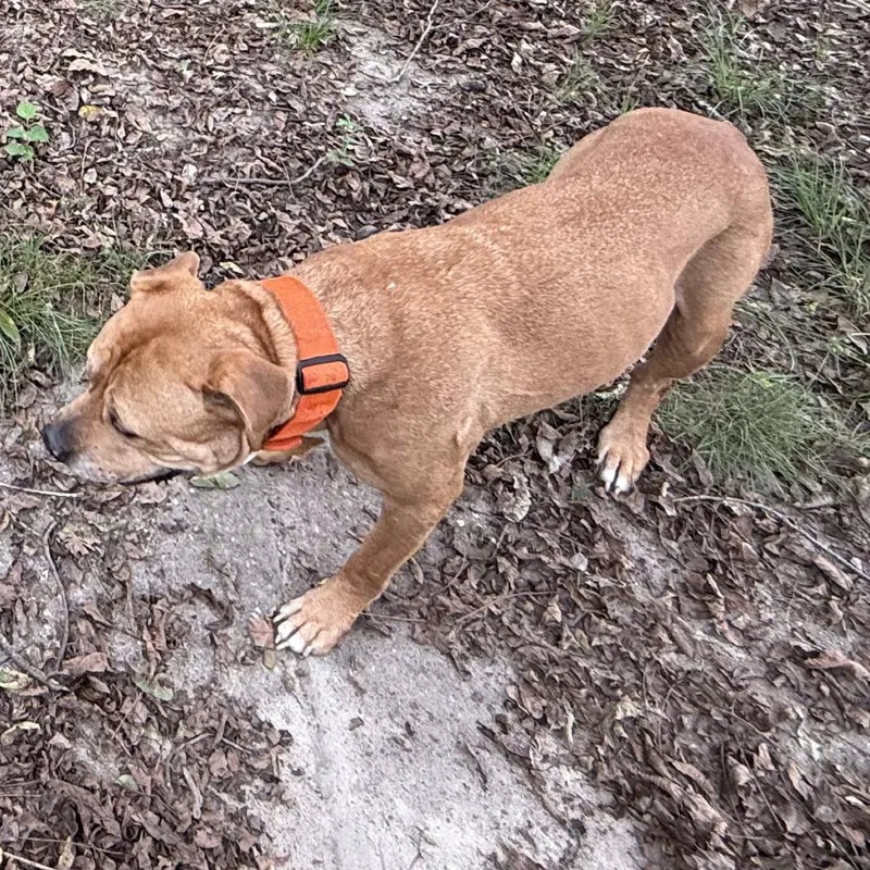 A senior large-sized male Yellow / Tan / Blond / Fawn Mixed Breed dog named Deuce for adoption in Columbus, GA