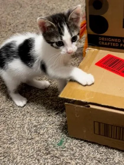 A baby small-sized female Domestic Short Hair cat named HiggledyPiggledy for adoption in Chamblee, GA