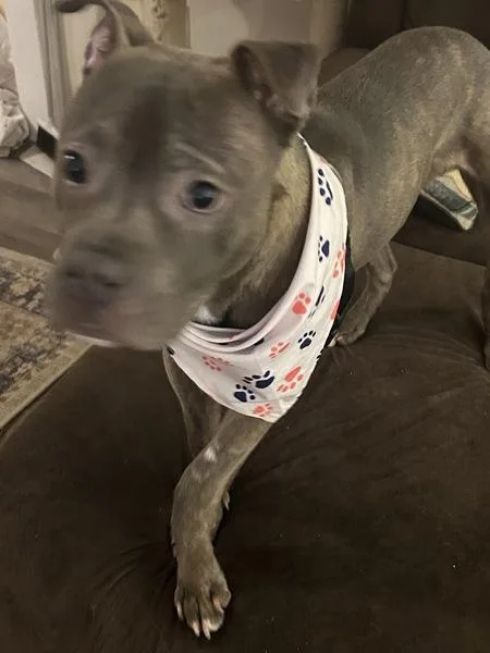An adult medium-sized male Mixed Breed dog named Cuppy for adoption in New York, NY
