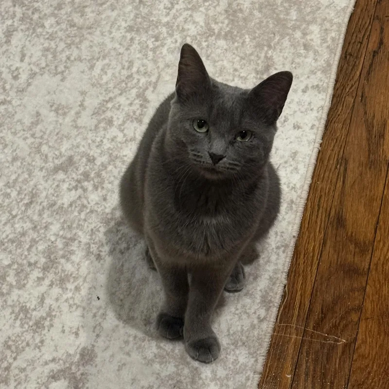 A young medium-sized female Russian Blue cat named Opossum for adoption in Columbia, SC