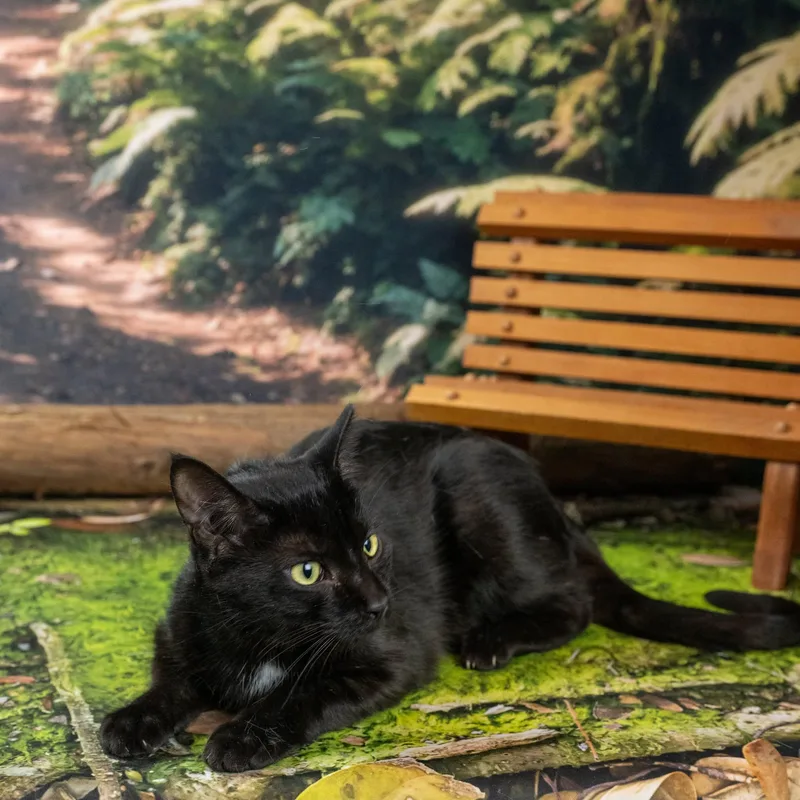 An adult medium-sized male Black Domestic Short Hair cat named Panther for adoption in Lapeer, MI