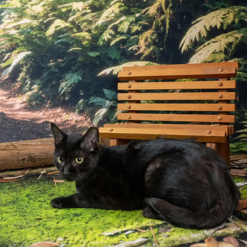 Panther thumbnail 3
