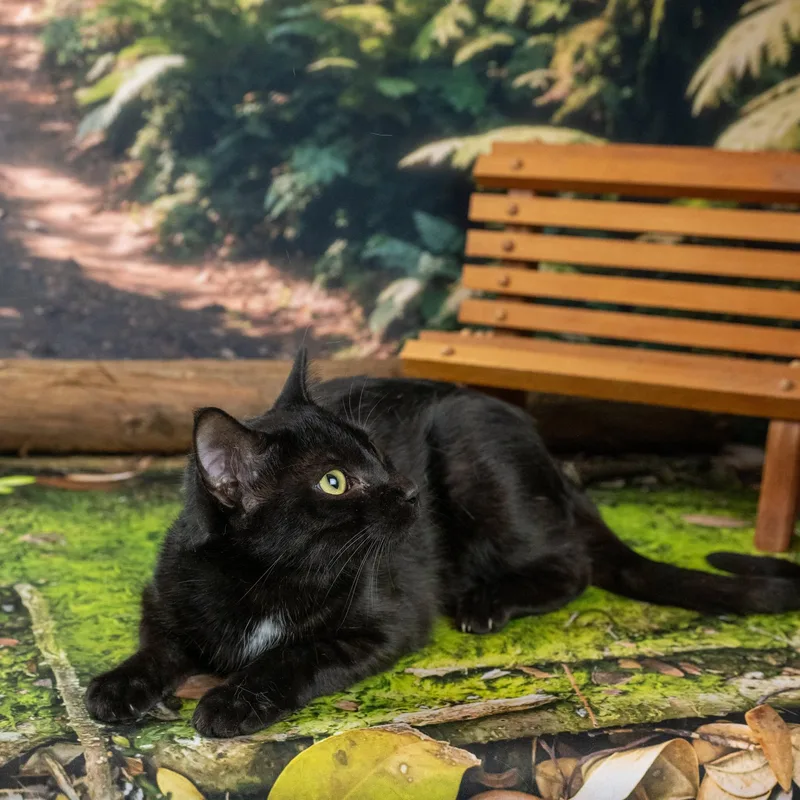 Panther thumbnail 4
