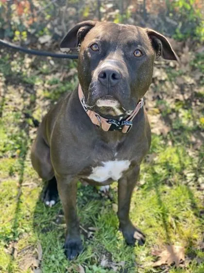 An adult large-sized male Mixed Breed dog named Monte for adoption in West Chester, PA