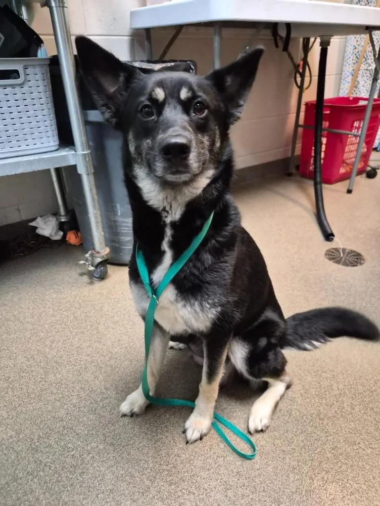 A young medium-sized female Mixed Breed dog named Oopsie for adoption in Rome, GA