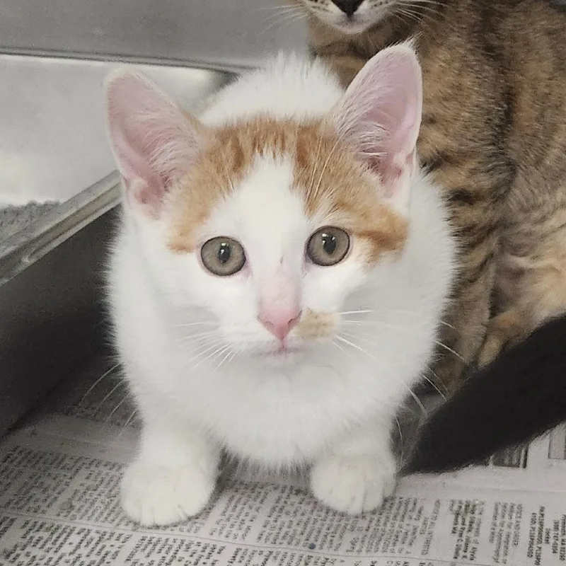 A baby small-sized male White Domestic Short Hair cat named Franklin for adoption in Brockton, MA