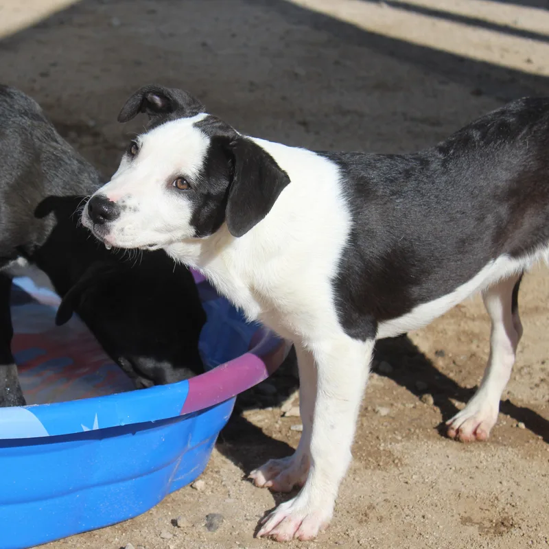 A baby large-sized female Black Labrador Retriever dog named Camper for adoption in Yucca Valley, CA