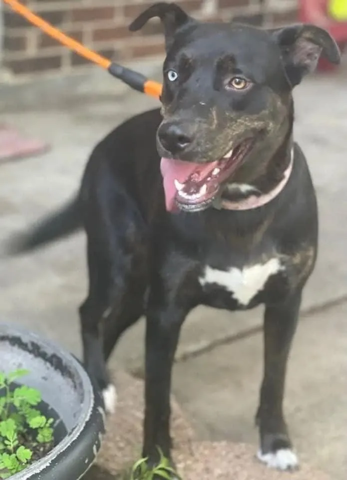 An adult large-sized female Shepherd dog named Lb for adoption in League City, TX