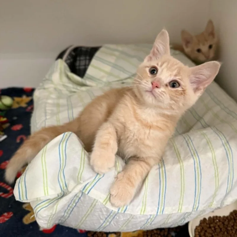 A baby medium-sized male Buff / Tan / Fawn Domestic Short Hair cat named Bobby for adoption in Penn Yan, NY