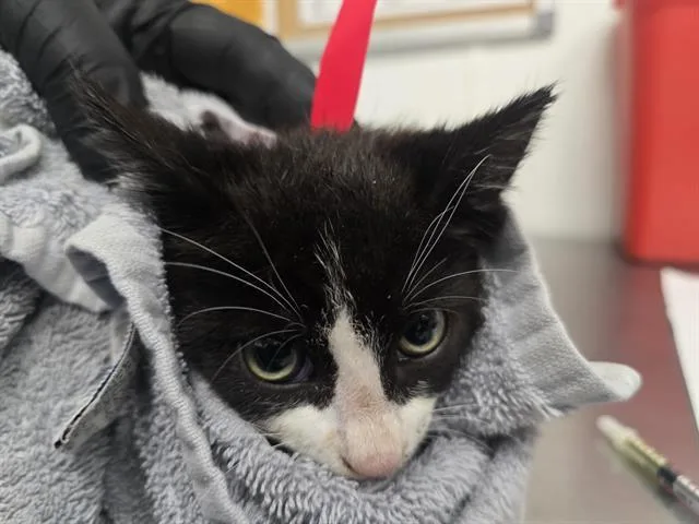 A baby small-sized male Domestic Short Hair cat named A for adoption in Camarillo, CA