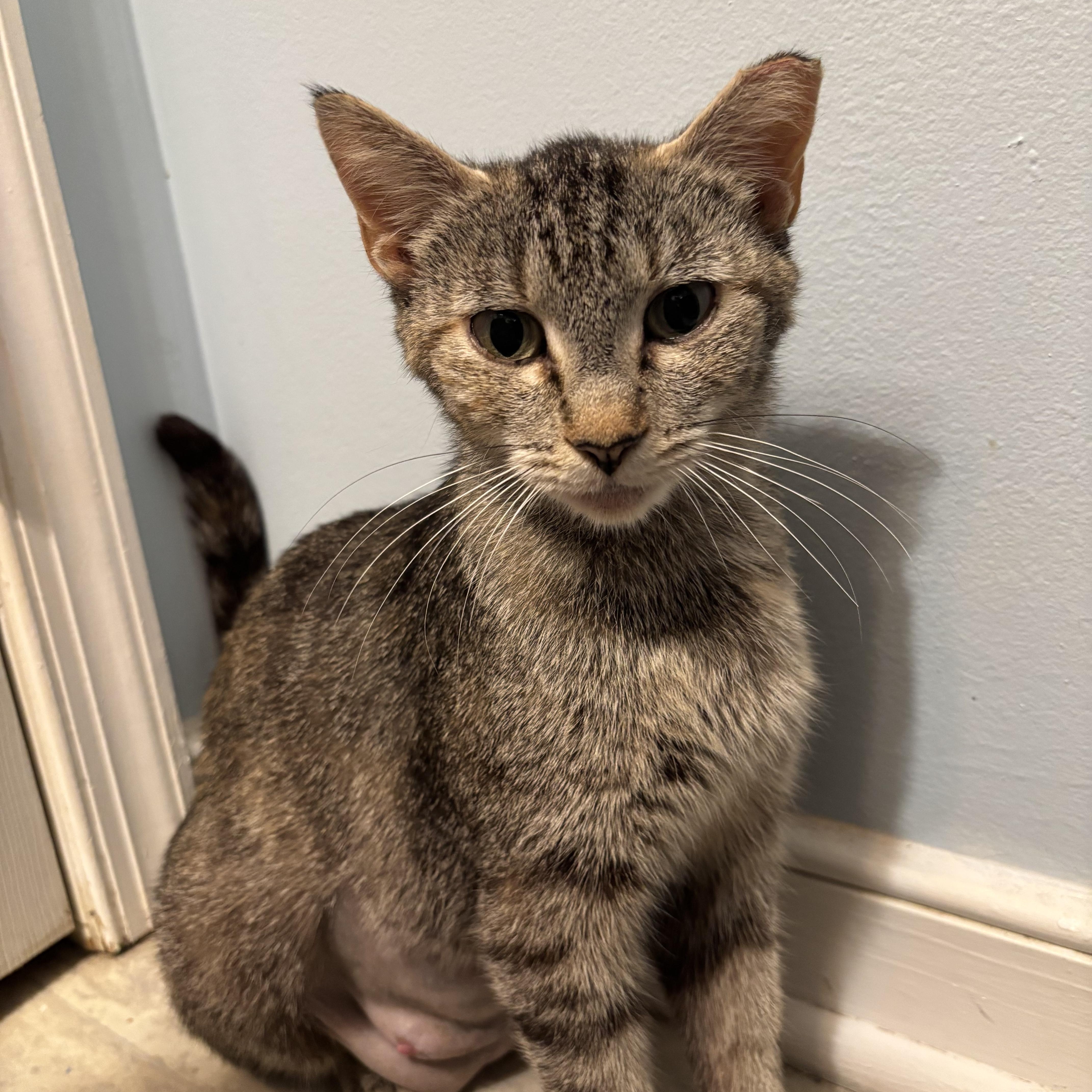 An adult small-sized female Tabby (Brown / Chocolate) American Shorthair cat named Mama Mona for adoption in North Chesterfield, VA