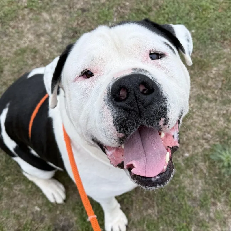 An adult large-sized male American Bulldog dog named Merlin for adoption in Tacoma, WA