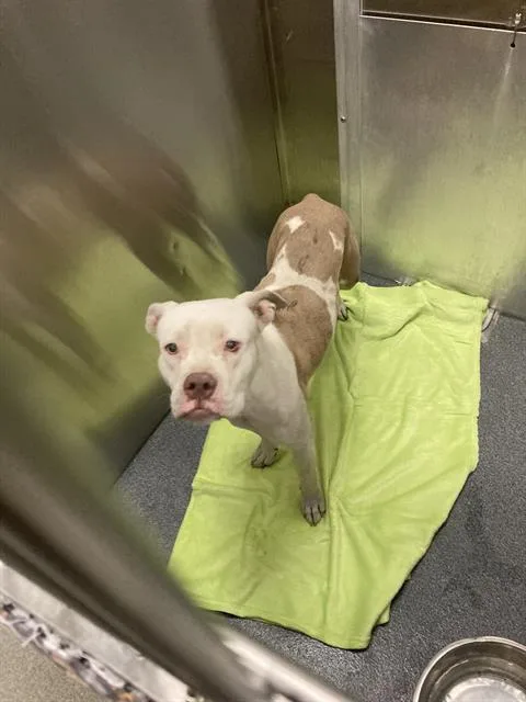 A young medium-sized female Mixed Breed dog named Erin for adoption in Dallas, TX