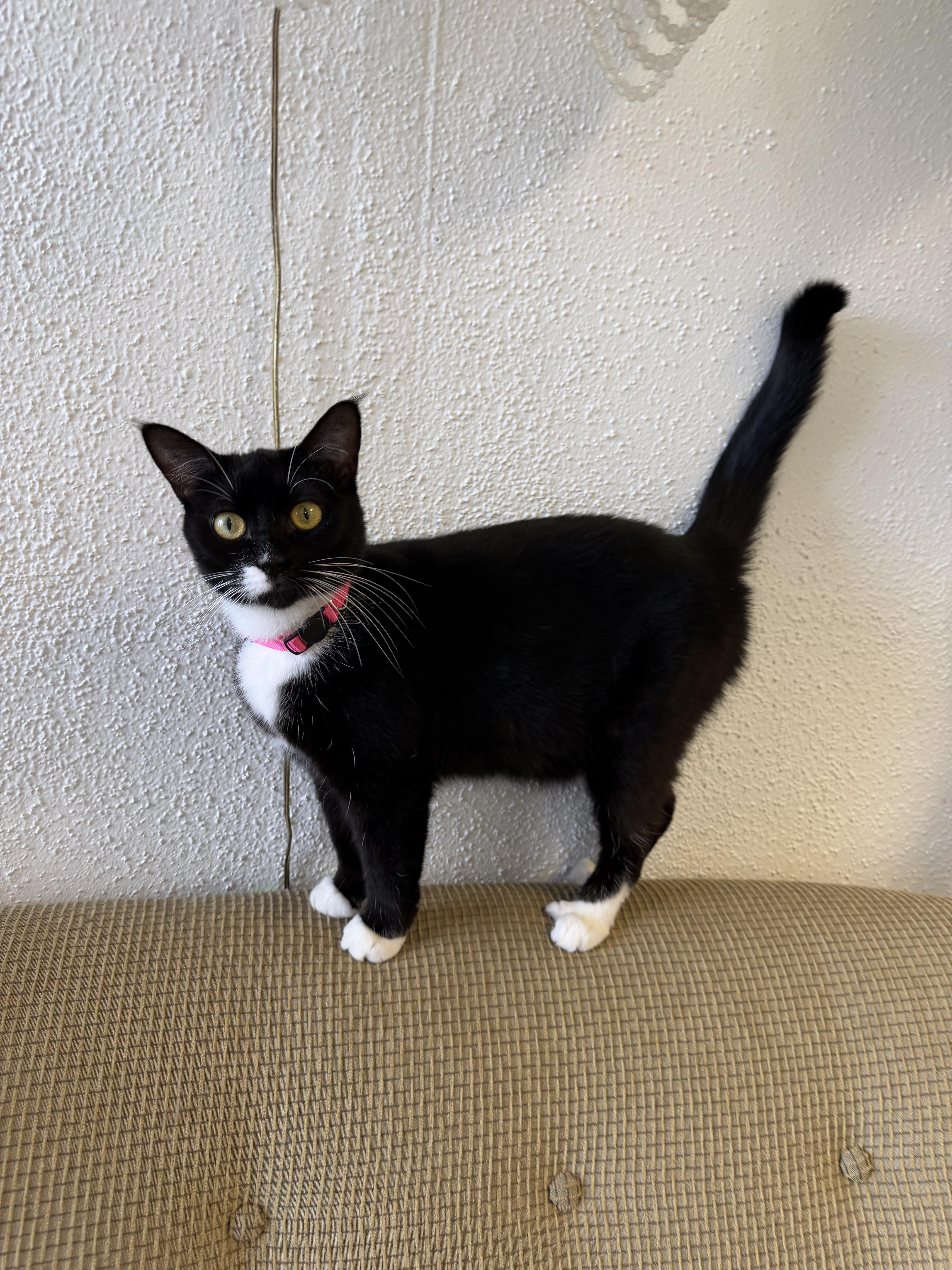 An adult medium-sized female Black & White / Tuxedo Tuxedo cat named Mittens for adoption in Broken Arrow, OK