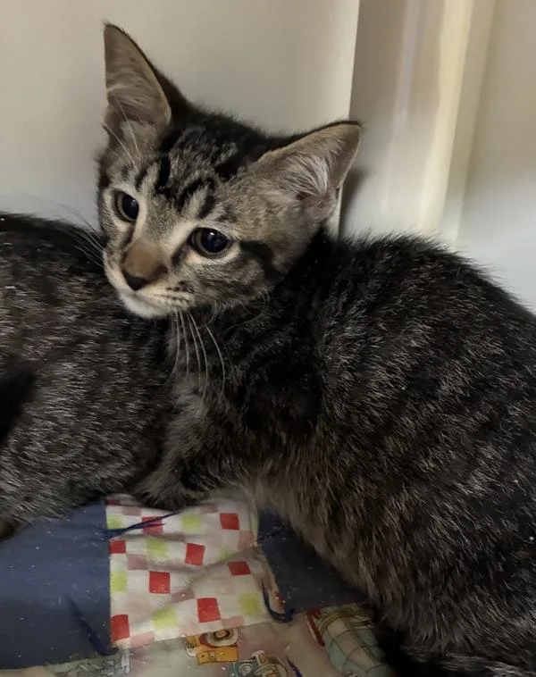 A baby medium-sized male Domestic Short Hair cat named Cedric for adoption in Salt Lake City, UT