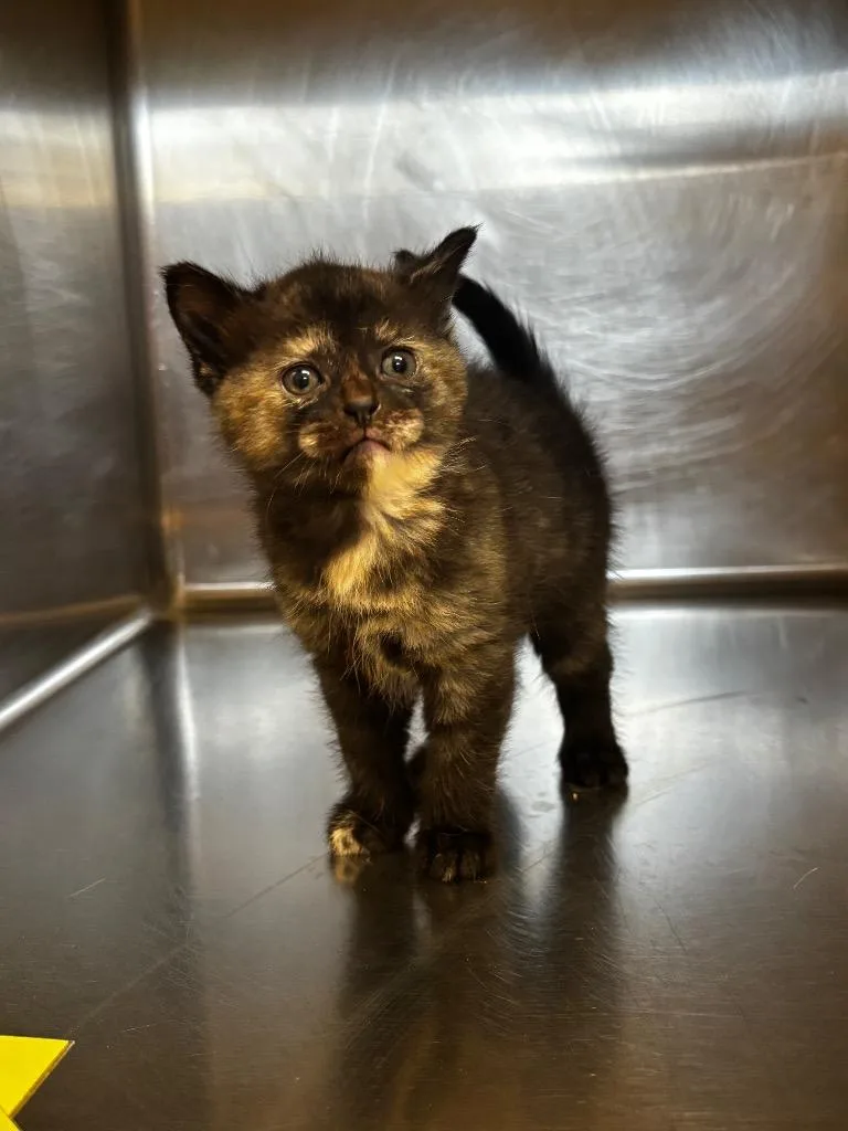 A baby small-sized female Domestic Short Hair cat named Sprinkle for adoption in Lima, OH