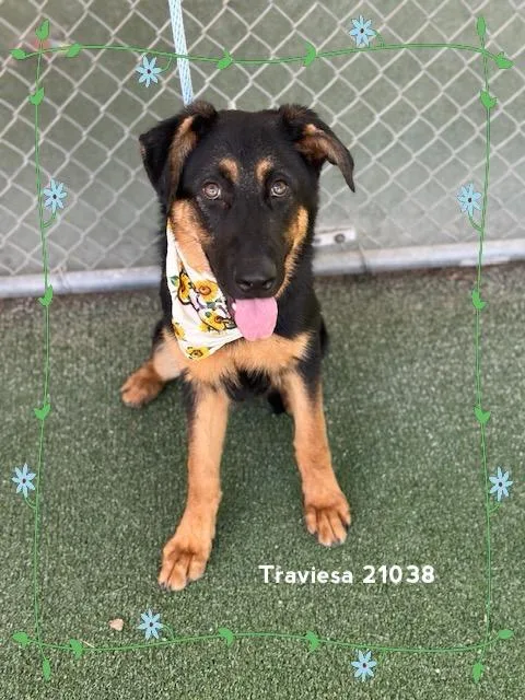 Travesia thumbnail 3