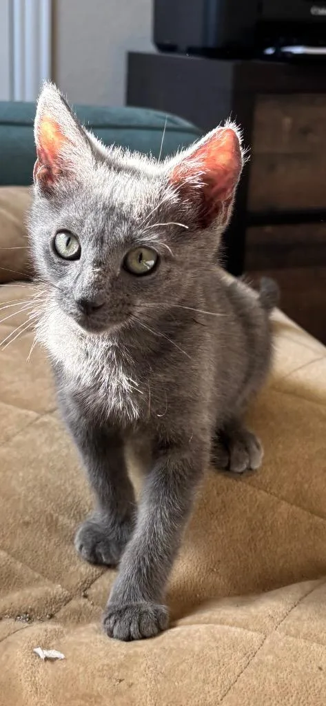 A baby medium-sized male Domestic Short Hair cat named Greyson for adoption in Spring, TX