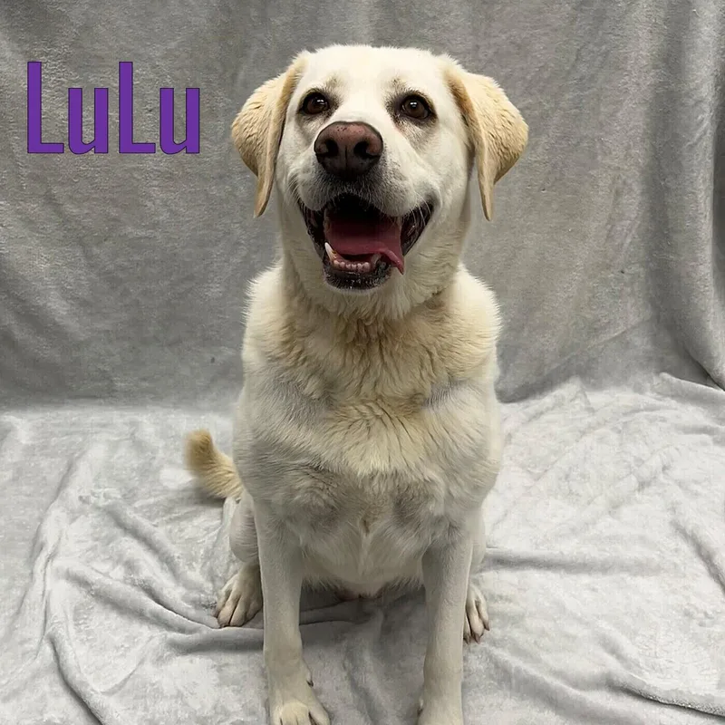 An adult large-sized female Yellow / Tan / Blond / Fawn Labrador Retriever dog named Lulu for adoption in Pleasantville, NJ