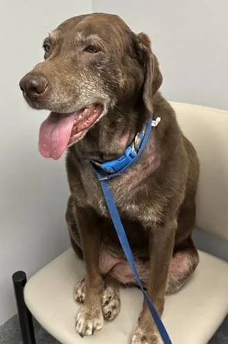 A senior large-sized female Chocolate Labrador Retriever dog named Izzy for adoption in Killingworth, CT